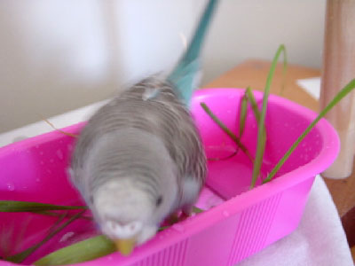 salad bath