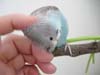 head scratch