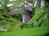 Jungle Turkey