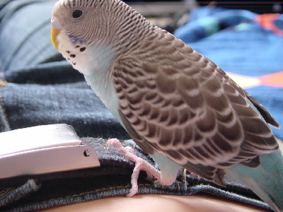 climbing around on my belt