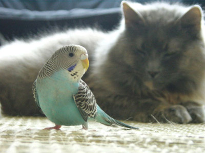 Turkey and Banshee