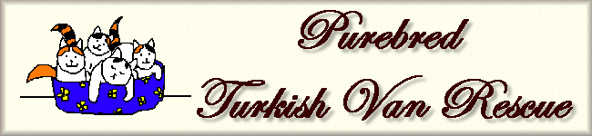 turkish van rescue cats
