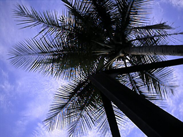 Entre les cocotiers de feuilles argent la lune nous regaaarde, tes yeux dans mes yeux, on ne fai que danser on va bientt s'aimer ...