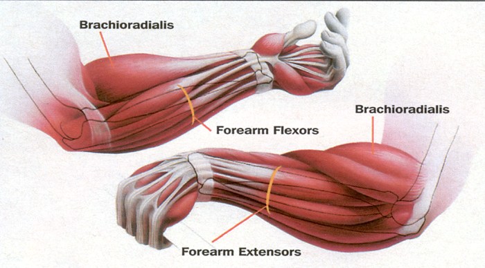 forearm.jpg