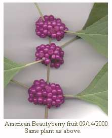 Beauty Berry