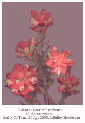 [indian paintbrush]