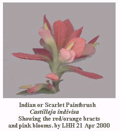 [Indian Paintbrush]