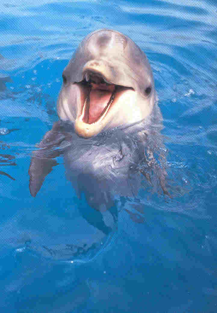 Flipper at Seaworld