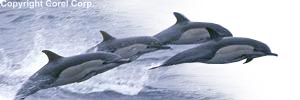 save the dolphins