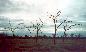 Bloodwood Trees at Ayer's rock