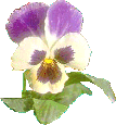 Pansies-Left Corner