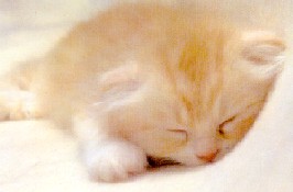 �n�ڥ��@