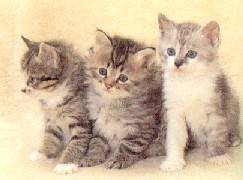�ƱƧ�