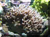 Birdnest1.jpg (285943 bytes)