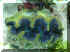 Blue T. max.jpg (39742 bytes)