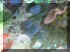 Blue shrooms.jpg (26391 bytes)