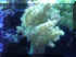 Dsc00126.jpg (28887 bytes)