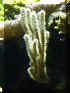 Gorgonian.jpg (33005 bytes)