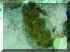 Green Derasa.jpg (31796 bytes)