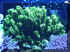 Montipora Sp. .jpg (46277 bytes)