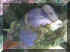 Tonga blueshrooms.jpg (28279 bytes)