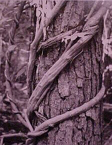 tree with vines