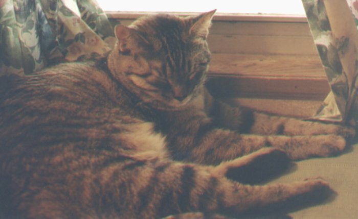 Cat by the window