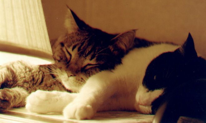 Sleeping!