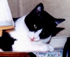 Cleo's Paws II!