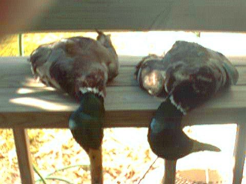 2 Mallards Drakes