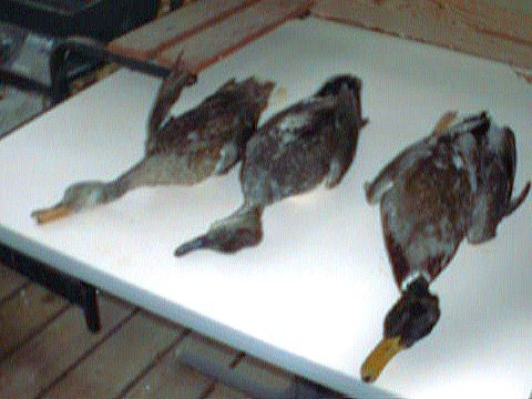 2 Mallards & A Gadwall