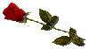 red rose