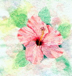 Pink Flower.