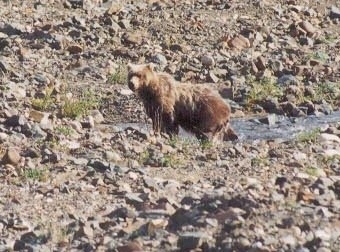 Bears like to cool of in the water.