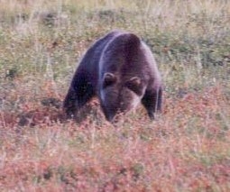 Bears in Alaska can  be extremely dangerous.