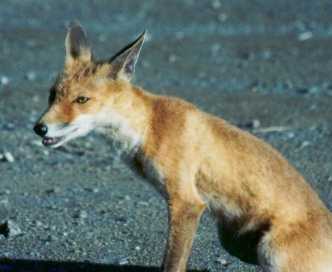 Is the fox watching us or are we watching it?