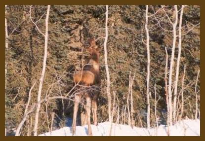 The moose has tan colored legs that blend in with the tree trunks.