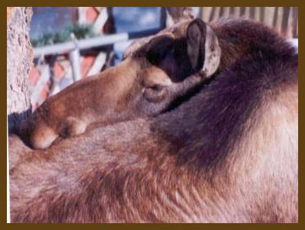 It's cold and the moose is so tired.