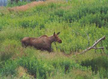 Moose are very active during the cool part of the day.
