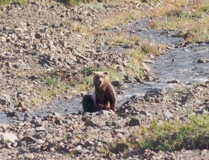 Glacier National Park is the best place to view bears but you generally have to fly there.