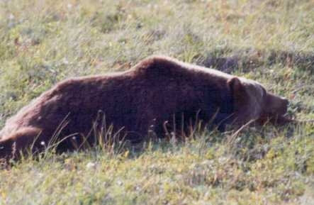 Bears come in many shades and colors ranging from light beige to very dark brown.  There are also the normal black bears and they are either black or black with a brown faces.