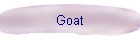 Goat