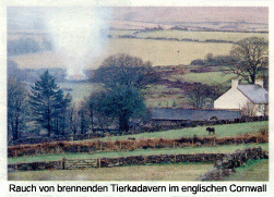 Brennende Tierkadaver