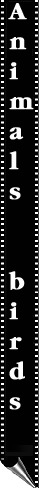 film-animal.gif (5950 bytes)