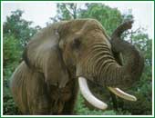 El elefante es uno de los mamferos que pasa a entrar en el selecto grupo