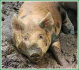 El cerdo que contribuy a la humanidad con par de perniles, algunas chuletas, costillitas, etc...