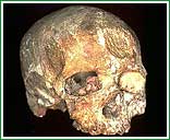 Crneo de Cro-Magnon del Paleoltico superior, evidencia de los autores del artculo