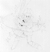 wpe1CD.gif (47687 bytes)