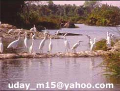 dhampur 1