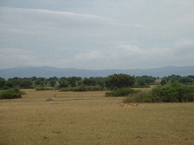 lions